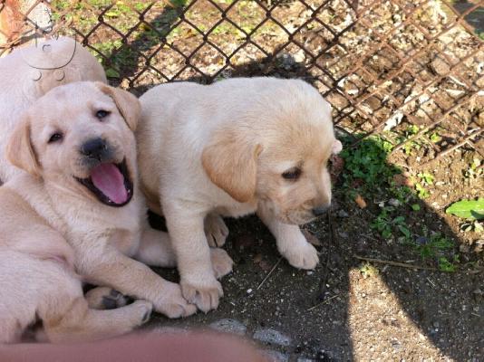 PoulaTo: ΛΑΜΠΡΑΝΤΟΡ